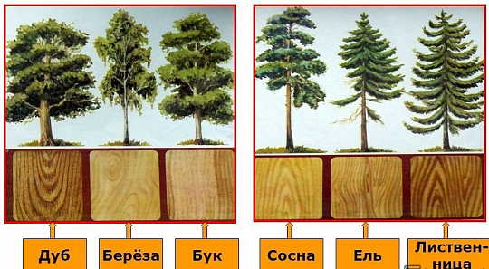 Как выбрать древесину для мебели: описание, свойства и преимущества различных видов древесины